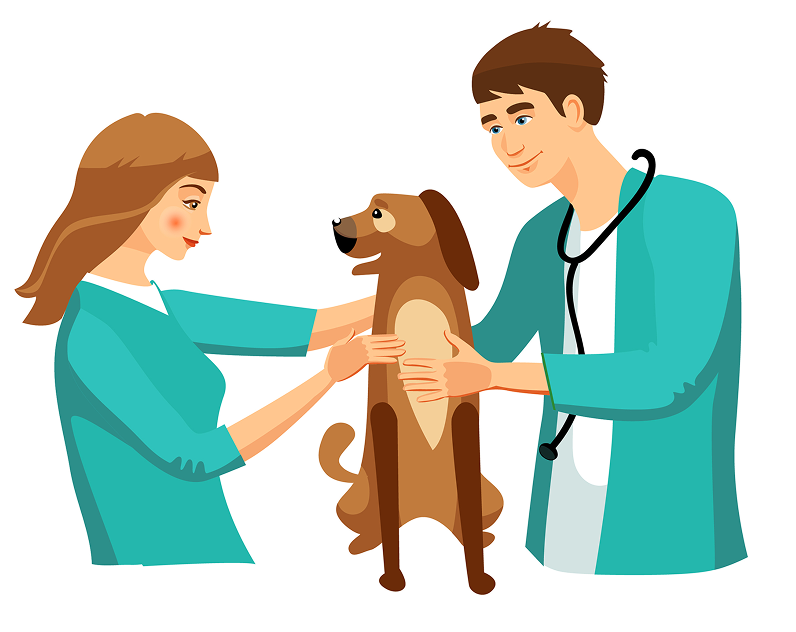 Veterinarios cuidando animales